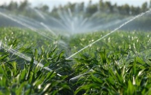 Irrigation Sprinkler System